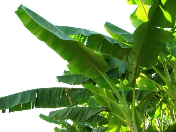 Benefits of eating banana leaves