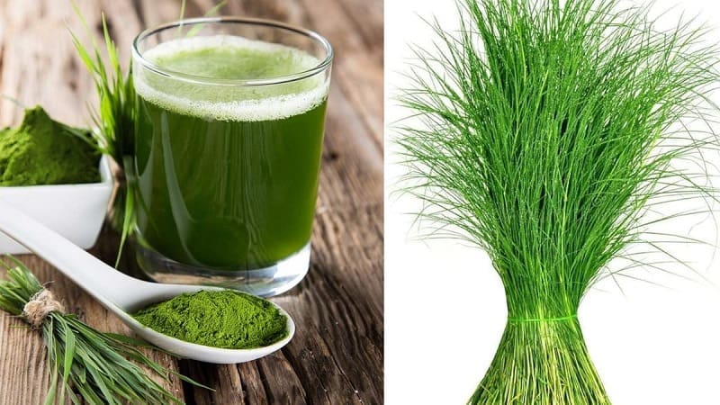 Benefits of drinking Bermuda Grass juice..!