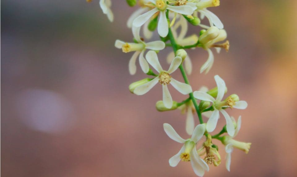 Benefits of eating neem flower