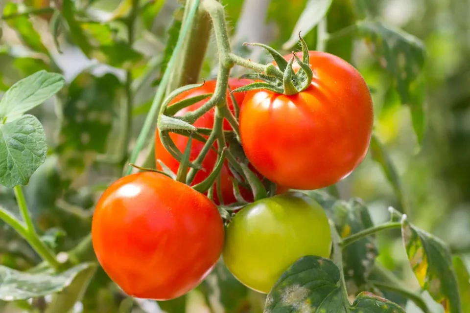 disadvantages of eating tomato