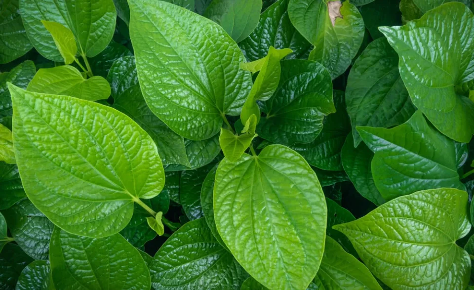 Benefits of eating betel leaf on an empty stomach